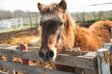 Chestnut pony resting its head on wooden fence in paddock