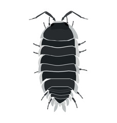 Porcellio flavomarginatus - Isopod - Dorsal view