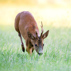 Roe deer buck running in a clearing after the rain. Capreolus capreolus, Touraine, Indre et Loire...