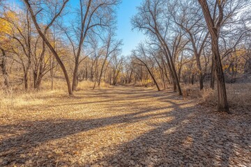 Naklejka premium Vibrant autumn trail surrounded by bare trees and fallen leaves under a clear sky