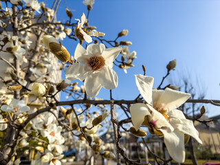 White cherry blossoms, blue sky background