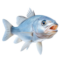 Fototapeta premium fish isolated on transparent background