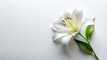 Obraz premium Elegant White Lily Flat Lay with Copy Space - Perfect for Spa, Beauty, or Wellness Branding