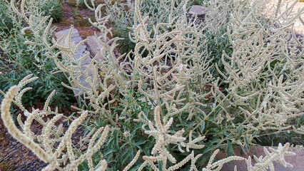 aerva javanica. beautiful desert cotton