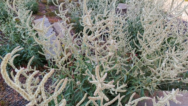 aerva javanica. beautiful desert cotton
