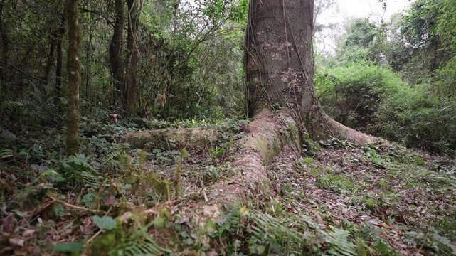 View from the base of a massive timbo tree, surrounded by a lush, vibrant forest. Perfect for nature-themed projects, showcasing the beauty of the outdoors and natural landscapes.
