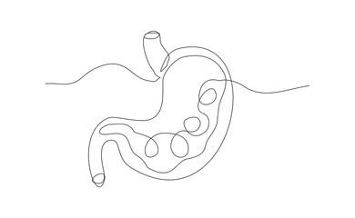 Continuous line of human stomach abdomen organ body anatomy biology single sketch drawing vector illustration