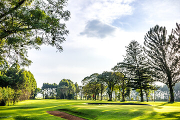 trees in the park