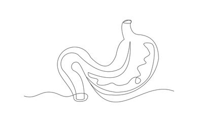 Continuous line of human stomach abdomen organ body anatomy biology single sketch drawing vector illustration