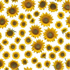 Fototapeta premium A seamless Sunflower pattern with radiant yellow blooms and intricate details, perfect for nature-inspired designs.