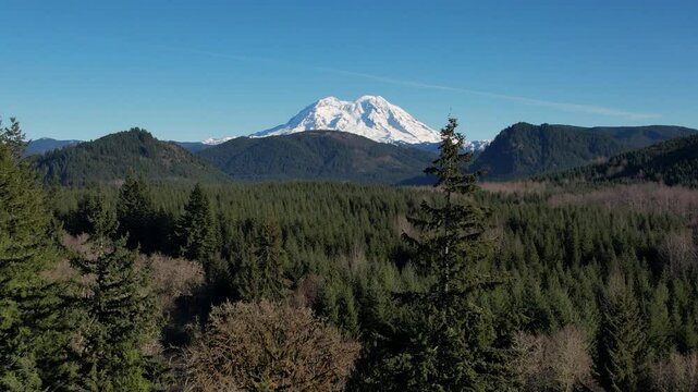 Washington Forest with Mt. Rainer in the distance- aerial ascending