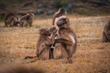 Two Gelada monkeys grooming in Simien plateau, Ethiopia