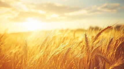 Obraz premium A field of golden wheat with the sun shining brightly on it