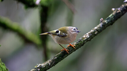 Goldcrest perched in a tree