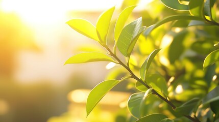 Obraz premium Young Tree Thrives in Golden Light, Symbolizing Growth and Harmony with Nature