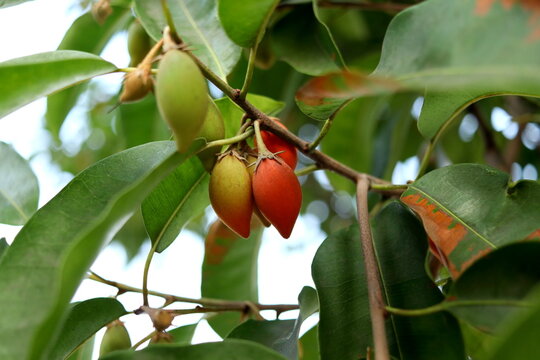 Ripe fruits Mimusops elengi or Bullet wood hanging on branch. Another name Bullet cherry, Spanish cherry, Bokul, Medlar.