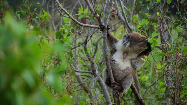 A koala munching on eucalyptus leaves in its natural habitat, capturing the peaceful moment of this iconic Australian marsupial feeding.