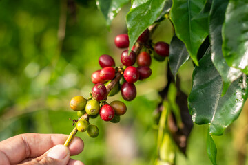 A coffee cherries on a branch, showcasing the vibrant colors from green to red