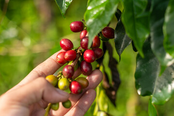 A coffee cherries on a branch, showcasing the vibrant colors from green to red