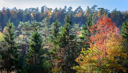 dense forest in autumn with colored leaves