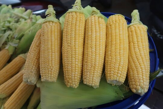 fresh corn or maize ready to cook 