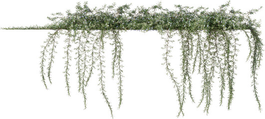 Vines, Ivy, Climbing Plants, Wall Plants © KenScape