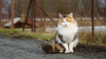 cat walking cute animal in czechia