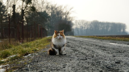 cat walking cute animal in czechia