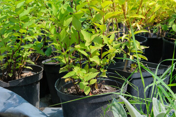Bush seedlings is sale in garden store. Seedlings in pots in local market. Variety of plants. Cottage garden.