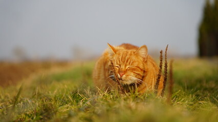 cat walking cute animal in czechia