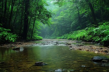 Obraz premium Lush green forest with a serene stream under a misty atmosphere in a tranquil natural setting