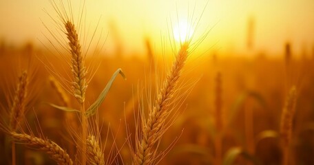 Fototapeta premium Golden Wheat Field At Sunset With Warm Light And Orange Sky