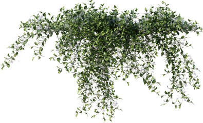 Vines, Ivy, Climbing Plants, Wall Plants