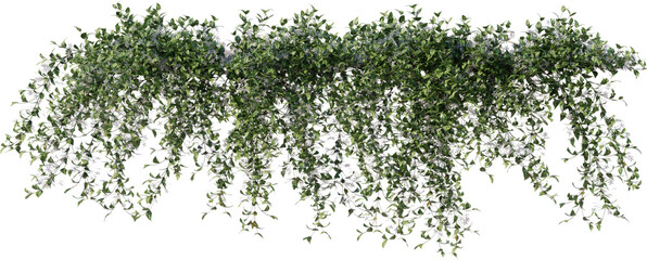 Vines, Ivy, Climbing Plants, Wall Plants