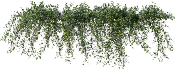 Vines, Ivy, Climbing Plants, Wall Plants