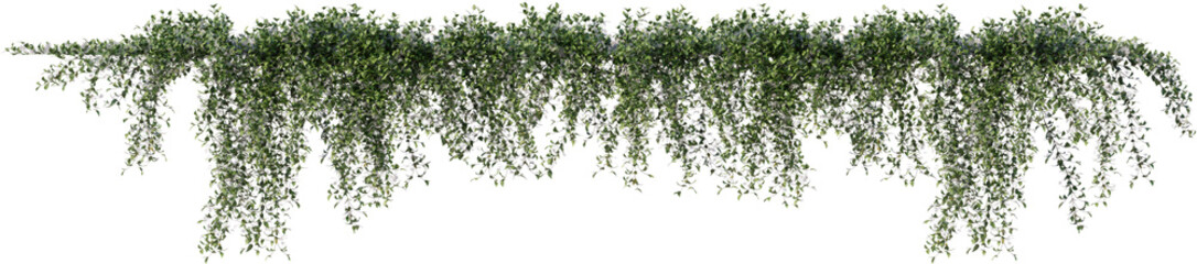 Fototapeta premium Vines, Ivy, Climbing Plants, Wall Plants