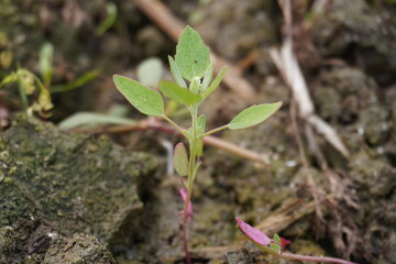 White goosefoot seedling has planted in the agricultural field in close up with a blurry background 