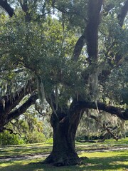 New Orleans Oak Trees