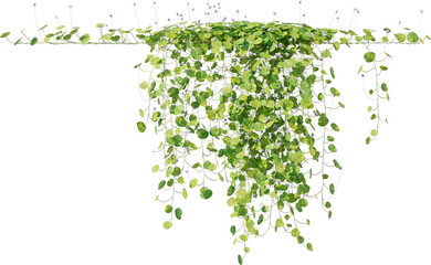 Vines, Ivy, Climbing Plants, Wall Plants © KenScape