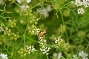 A red Soldier Beetle is resting on the coriander flower in close up 