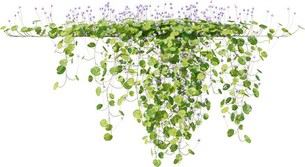 Fototapeta premium Vines, Ivy, Climbing Plants, Wall Plants