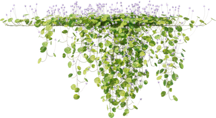 Vines, Ivy, Climbing Plants, Wall Plants