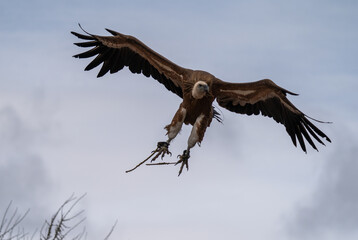 Griffon vulture flying in a falconery show