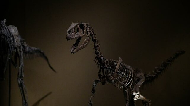 Aufnahme in slow motion eines Raptors Skelett. Dino, Dinosaurier