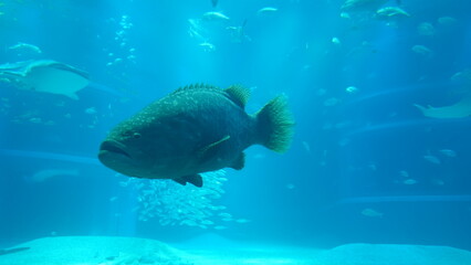 水族館