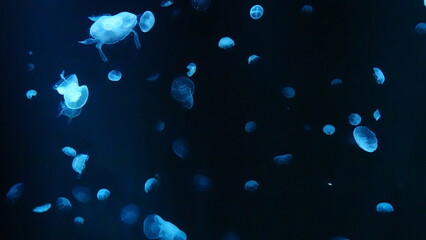 水族館のクラゲ