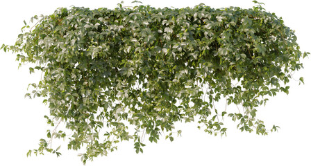 Obraz premium Vines, Ivy, Climbing Plants, Wall Plants