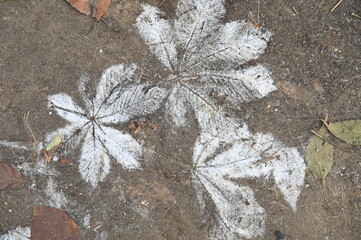 Traces feuilles d'arbres givre neige hiver