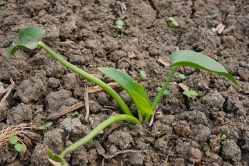 Typhonium flagelliforme, also known as rodent tuber seedling has planted in the agricultural field 