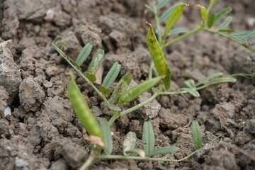 The common vetch plant with its pods in close up on the agricultural field 